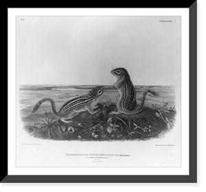 2 chipmunks, Historic Print