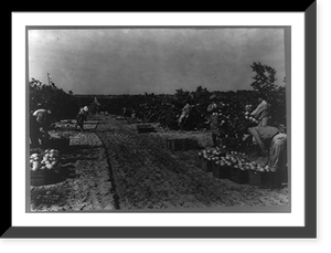 People picking grapefruit, Florida Classic, Historic Print
