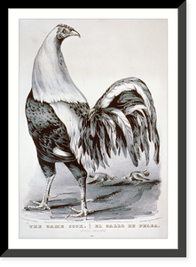 Antique Sporting Print - The game cock.el gallo de pelea