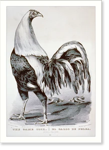 Antique Sporting Print - The game cock.el gallo de pelea