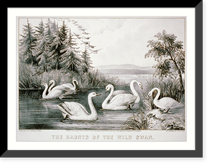 The haunts of the wild swan Carroll Island, - Chesapeake Bay, Historic Reproduction