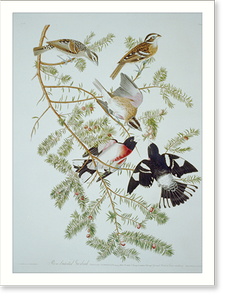 Antique Photo Print - Rose-breasted grosbeak (#127)