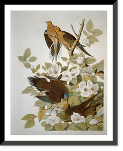 Historic Framed Print, Carolina Turtle Dove,  17-7/8" x 21-7/8"