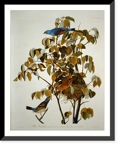 Historic Framed Print, Blue Grosbeak,  17-7/8" x 21-7/8"