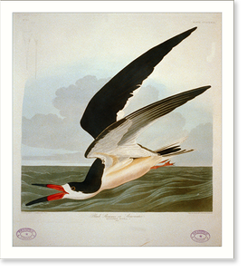 Vintage Photo Print - Black Skimmer - Vintage Home Decor Print