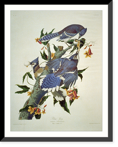 Historic Framed Print, Blue Jay,  17-7/8" x 21-7/8"