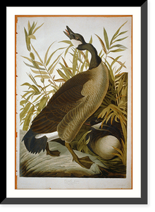 Historic Framed Print, Canada Goose,  17-7/8" x 21-7/8"