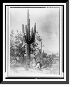 Historic Framed Print, [Gathering saguaro fruit],  17-7/8" x 21-7/8"