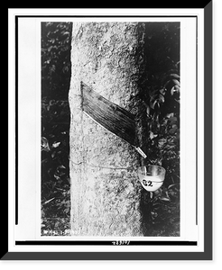 Rubber tree with cup attached to collect its sap, Historic Print