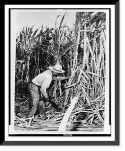 Black & White Photo - Laborer cutting down sugar cane with a machete