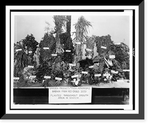 Garden products from Arkansas grown from Red Cross seed planted throughout drouth area in MarchGarden products from Arkansas grown from Red Cross seed planted throughout drought area in March Herit