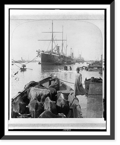 Egyptian beef for the great ocean liners anchored in the Suez Canal, Port Said, Antique Poster