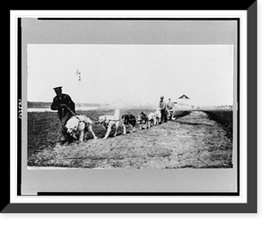 Dogs being used to plow, Hay River, Northwest Territories, Canada Classic, Vintage Poster