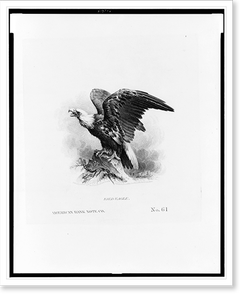 Black & White Photo - Bald eagle.American Bank Note Co