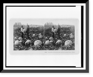 Gathering in the pumpkins in the Yakima Valley, Wash, Antique Poster
