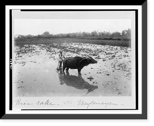 Historic Framed Print, Rice rake, Meycanayan(?),  17-7/8" x 21-7/8"