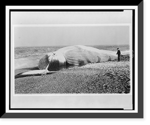 Whale carcass which drifted ashore near Kitty Hawk, North Carolina, Vintage Print