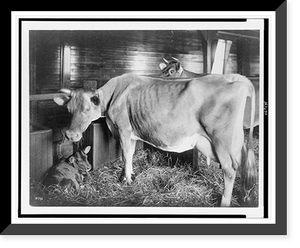 Antique Photo Print - Barns & Farms - Two cows and calf in barn.T.E