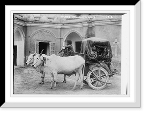 Historic Framed Print, Sacred bullocks before cart of Nautch girls, India,  17-7/8" x 21-7/8"