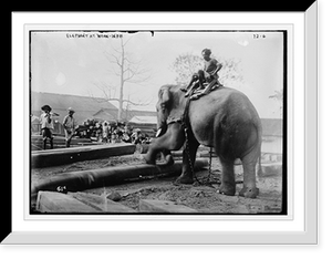 Elephant working, India, Vintage Print