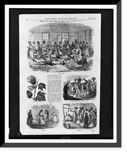 History of Sea Island cotton.from sketches by James E. Taylor. Classic, Antique Print