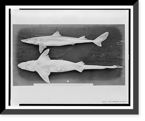 Black & White Photo - Squalus americanus (Storer) Gill