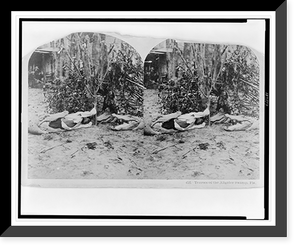 Historic Framed Print, Terrors of the Aligater (sic) Swamp, Fla.,  17-7/8" x 21-7/8"