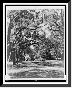 Historic Framed Print, [Spanish moss on trees next to lane, building in background],  17-7/8" x 21-7/8"