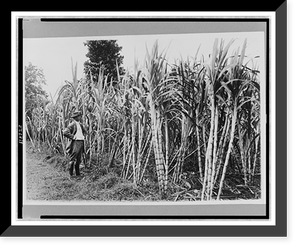 Man standing by sugar cane in field, Luzon white variety, eight months old, Bulacan Province, Philippines, Vintage Print