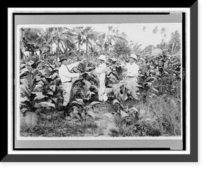 Picking tobacco flower for seed at La Paz Hoilo(?) demonstration station, Historic Print