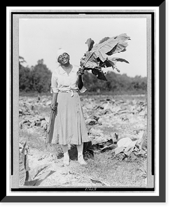 Woman, full-length portrait, standing in field, facing front, holding tobacco leaf, in Washington, D.C. area(?), Vintage Print