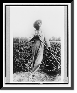Full-length portrait of man, standing in field, with hoe(?), looking upward, in Washington, D.C. or New York area, Historic Print