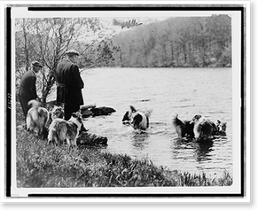 Vintage Photo Print - Two men with eight collies, five of them in water