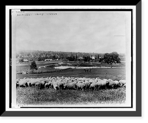 Sheep at sheep station; houses and woods in background, Australia, Vintage Wall Art