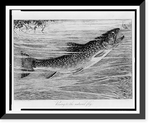 Vintage Americana Print - Rising to the natural fly.Louis Rhead