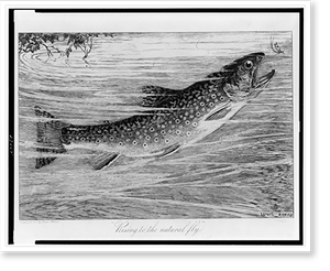 Vintage Americana Print - Rising to the natural fly.Louis Rhead