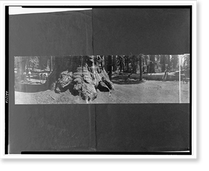 Historic Photo Print - Mariposa Big Tree Grove, Cal, 1908