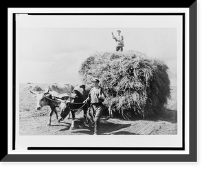 Man leading a pair of yoked oxen pulling a wagon loaded with hay; another man stands atop the hay.Georgii Zel'ma, Historic Print