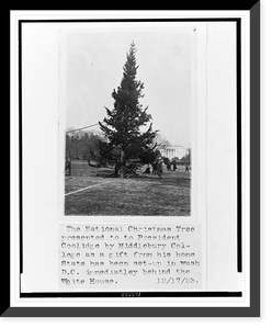 The National Christmas Tree presented to President Coolidge by Middlebury College as a gift from his home state has been set up in Wash. D.C. immediately behind the White House Antique Wall Art Pri