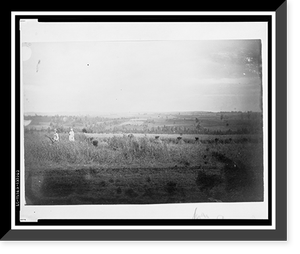 Women reaping in cultivated land near Krasno i arsk, Antique Poster