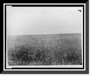 Black & White Photo - Flowery steppes between Barnaoul