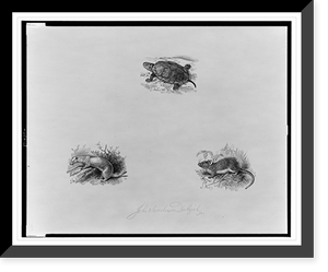 A turtle, a member of the weasel family, and a mouse.John Sanderson Dalziel, sc, Historic Print