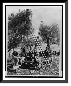 Historic Framed Print, Palestine. Picking olives,  17-7/8" x 21-7/8"