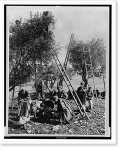 Vintage Americana Print - Palestine. Picking olives
