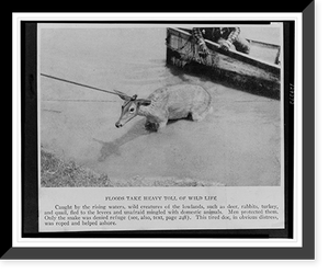 Floods take heavy toll of wild life, Vintage Wall Art