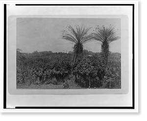 Historic Industry - A coffee farm, Clay-Ashland Liberia