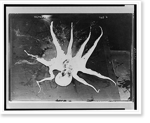 Historic Photo Print - Dead octopus with arms spread