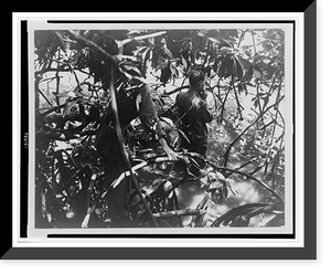 Standing knee deep in salt water under the branches of a mango tree, a weapons company commander spots the bursts of mortar fire".photo by Sgt. John Bushemi.", Vintage Wall Art