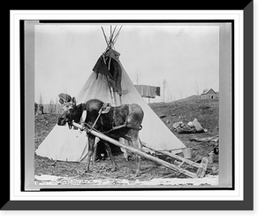 Historic Framed Print, Moose harnessed for work beside tepee [i.e. tipi],  17-7/8" x 21-7/8"