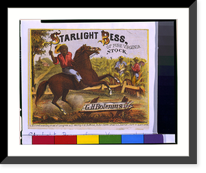 Antique Photo Print - Starlight Bess, of pure Virginia stock